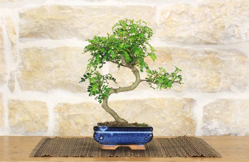 2 - Bonsai di Pepper vaso cm. 15