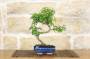 2 - Bonsai di Pepper vaso cm. 15