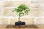 3 - Bonsai di Pepper vaso cm. 15