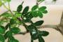 5 - Bonsai di Pepper vaso cm. 15