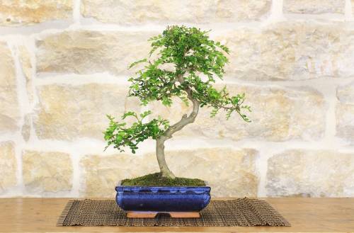 2 - Bonsai di Pepper vaso cm. 18