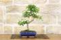 2 - Bonsai di Pepper vaso cm. 18