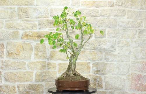 2 - Bonsai di Chorisia (66)
