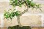 4 - Bonsai di Pepper vaso cm. 18