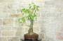 5 - Bonsai di Chorisia (66)