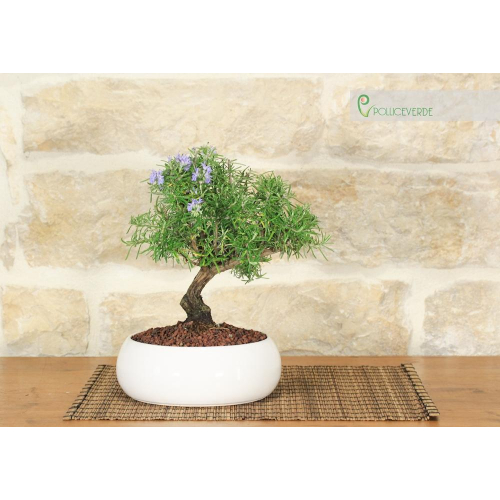 Rosemary bonsai in low bowl