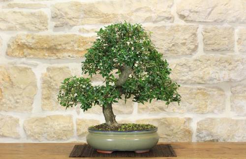 2 - Bonsai di Phillyrea (32)
