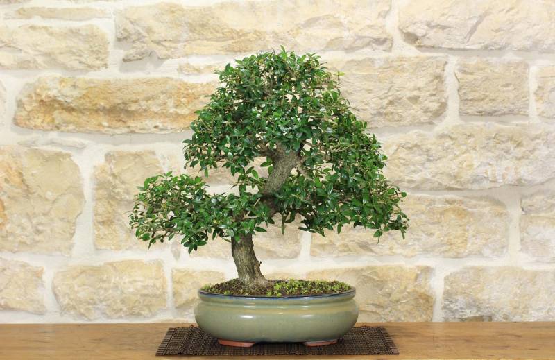 2 - Bonsai di Phillyrea (32)