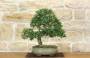 2 - Bonsai di Phillyrea (32)