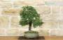 3 - Bonsai di Phillyrea (32)