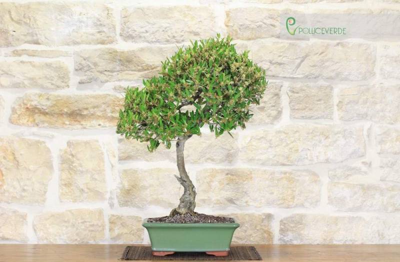 2 - Bonsai di Phillyrea (12)