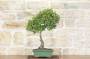 2 - Bonsai di Phillyrea (12)