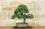 4 - Bonsai di Phillyrea (32)