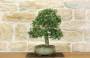 5 - Bonsai di Phillyrea (32)