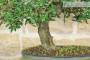 6 - Bonsai di Phillyrea (32)