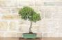 3 - Bonsai di Phillyrea (12)