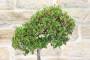 5 - Bonsai di Phillyrea (12)