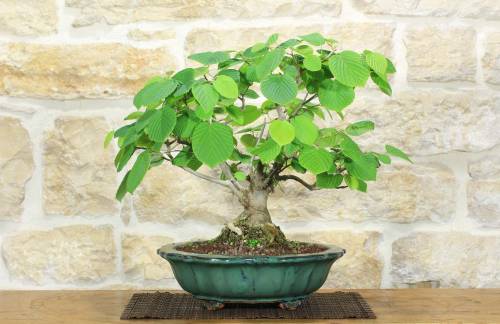 2 - Bonsai di Corylopsis Spicata - Falso Nocciolo (1)