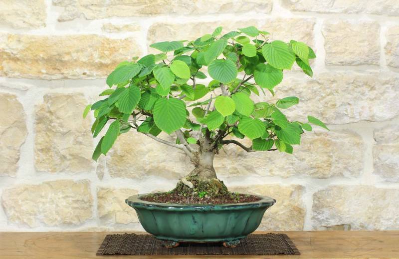 2 - Bonsai di Corylopsis Spicata - Falso Nocciolo (1)