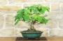 2 - Bonsai di Corylopsis Spicata - Falso Nocciolo (1)