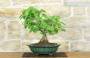 3 - Bonsai di Corylopsis Spicata - Falso Nocciolo (1)