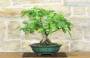 4 - Bonsai di Corylopsis Spicata - Falso Nocciolo (1)