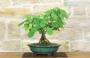 5 - Bonsai di Corylopsis Spicata - Falso Nocciolo (1)