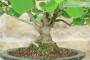 6 - Bonsai di Corylopsis Spicata - Falso Nocciolo (1)