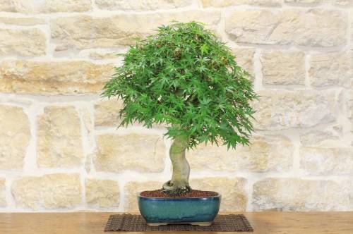 2 - Bonsai di Acero Palmato (50)
