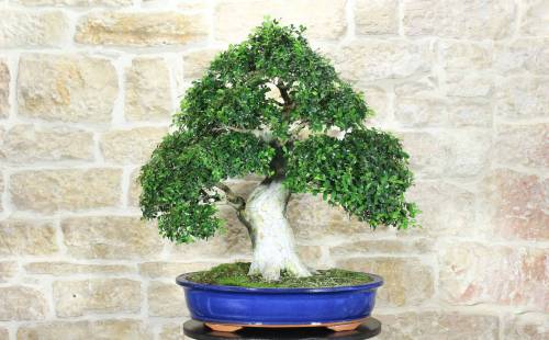 Bonsai di Zelkova Parvifolia (80)