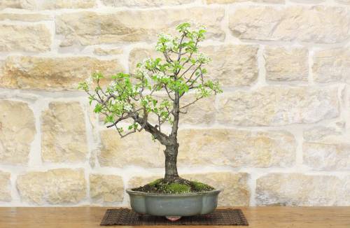 2 - Bonsai di Ciliegio Selvatico (149)