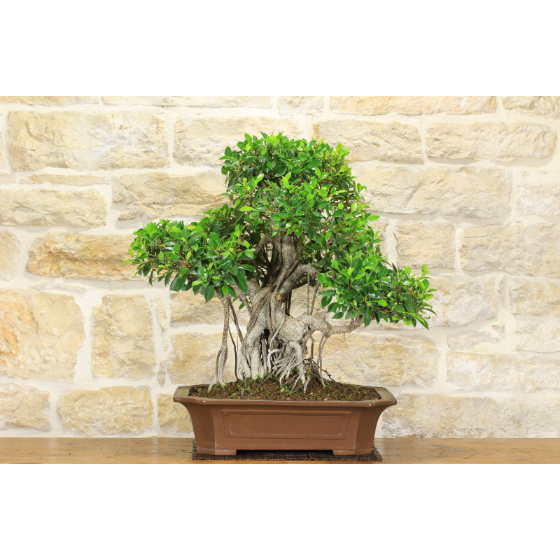 Ficus Retusa bonsai tree (143)