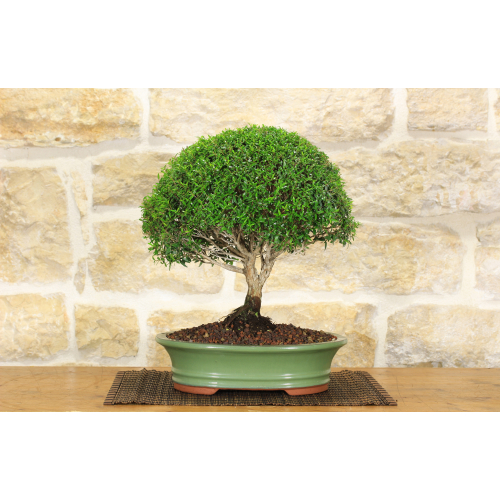 Myrtle bonsai tree Microphylla (22)