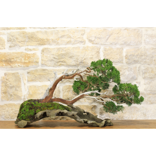 Juniper bonsai Kishu (87)