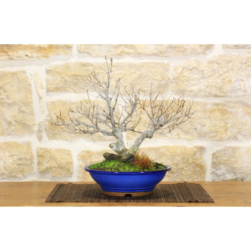 Field Elm bonsai tree (39)