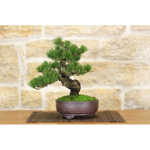 Pine Pentaphilla bonsai tree (40)