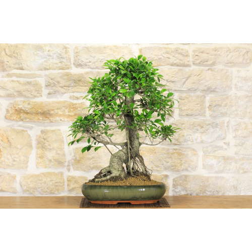 Ficus Retusa bonsai tree (144)