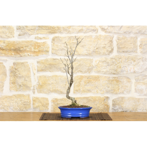 Japanese wisteria bonsai tree (4)