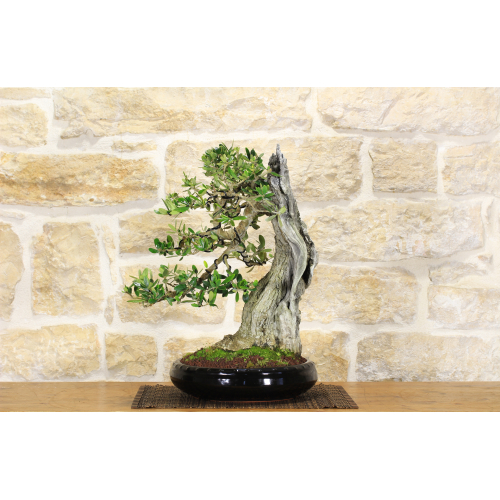 Olive bonsai tree (148)