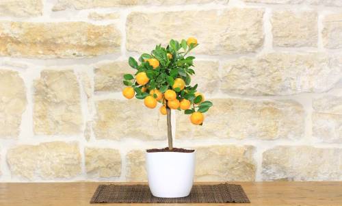 2 - Bonsai di Calamondino in vaso quadrato