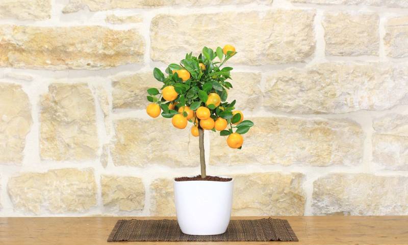 2 - Bonsai di Calamondino in vaso quadrato