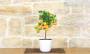 3 - Bonsai di Calamondino in vaso quadrato