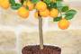 4 - Bonsai di Calamondino in vaso quadrato