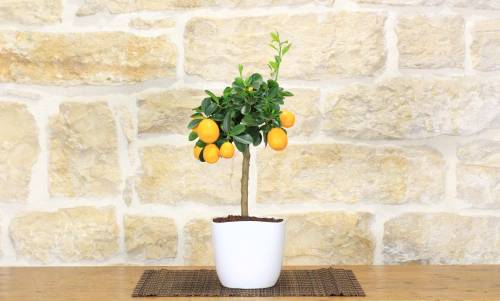 2 - Bonsai di Kumquat in vaso quadrato