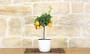 2 - Bonsai di Kumquat in vaso quadrato