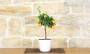 3 - Bonsai di Kumquat in vaso quadrato