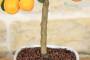 4 - Bonsai di Kumquat in vaso quadrato