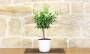 2 - Bonsai di Limetta var. Pursha in vaso quadrato