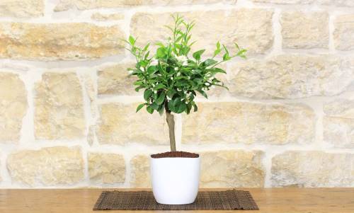 2 - Bonsai di Limetta var. Pursha in vaso quadrato