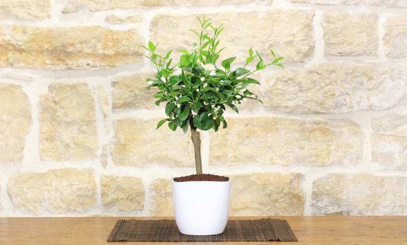 2 - Bonsai di Limetta var. Pursha in vaso quadrato